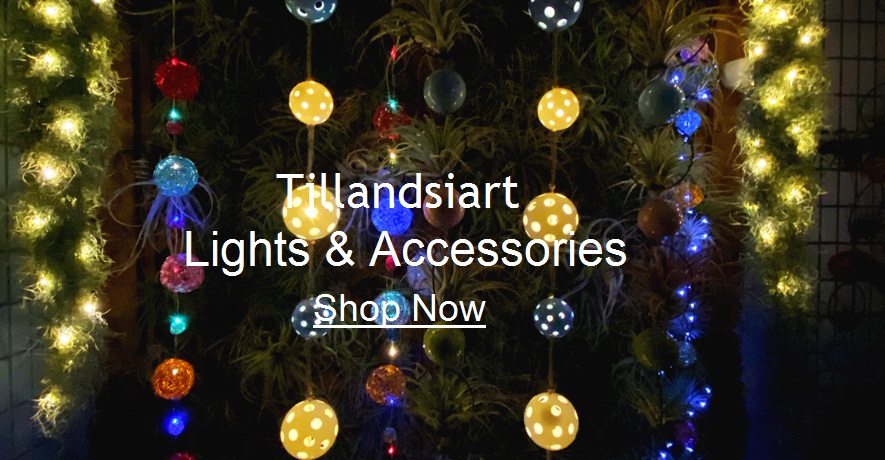 Tillandsia Air Plant Lights & Accessories