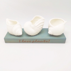 Conch Air Plant Display Pots With Wooden Tray